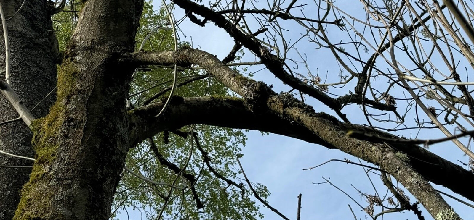 The Ash tree devastated by Ash dieback