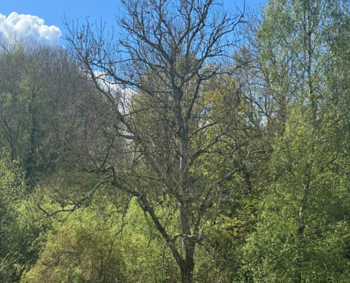 The Ash tree devastated by Ash dieback