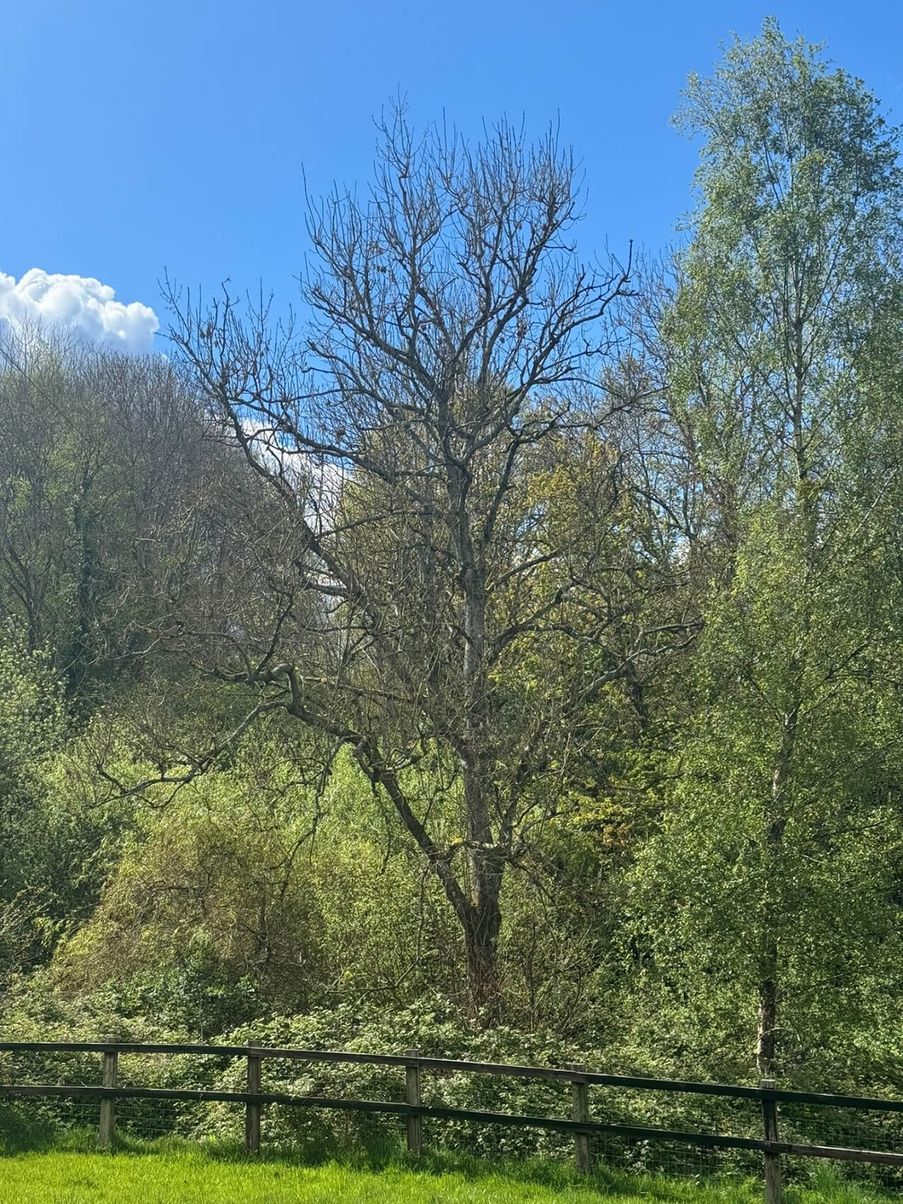 The Ash tree devastated by Ash dieback