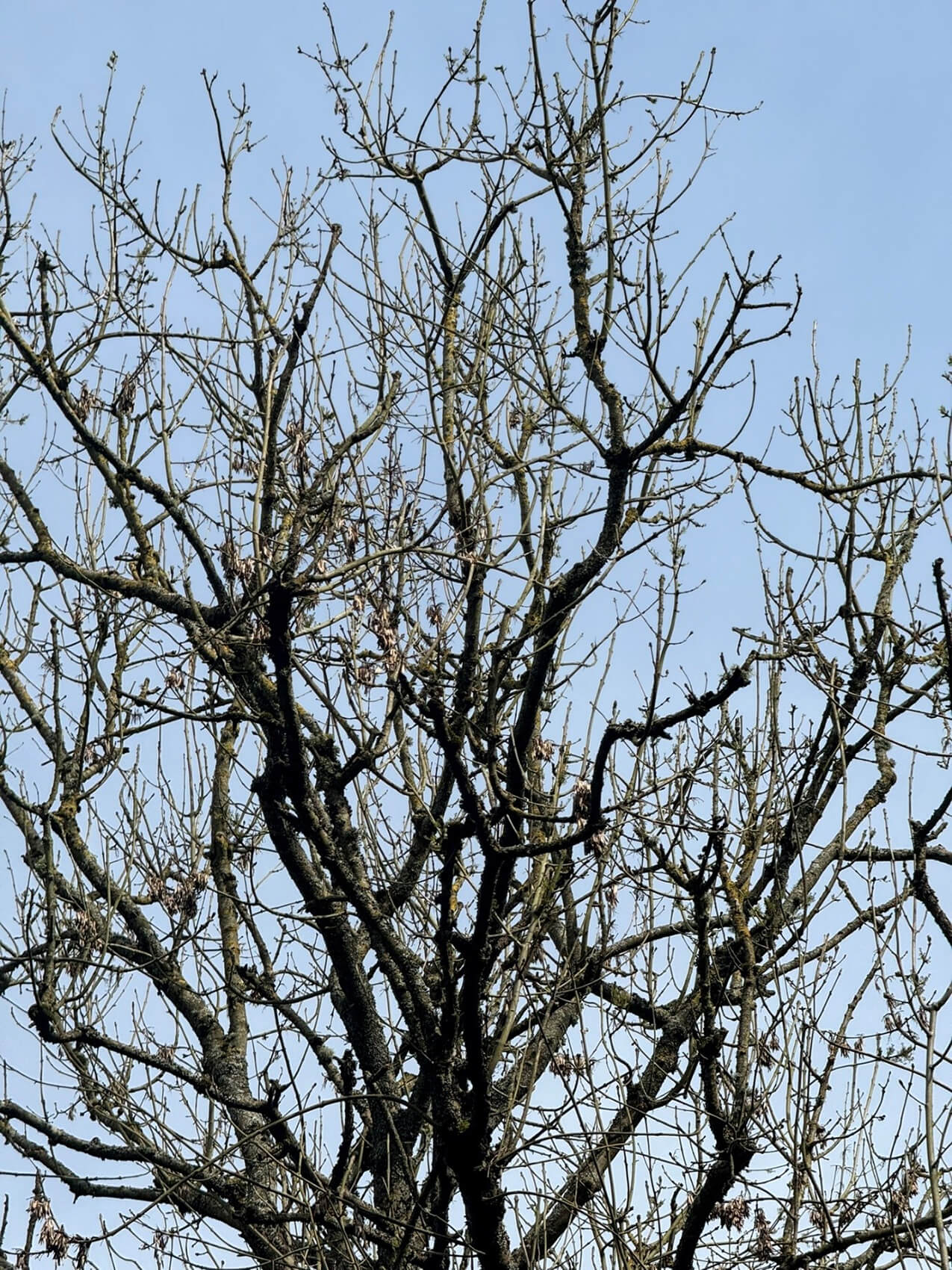 The Ash tree devastated by Ash dieback