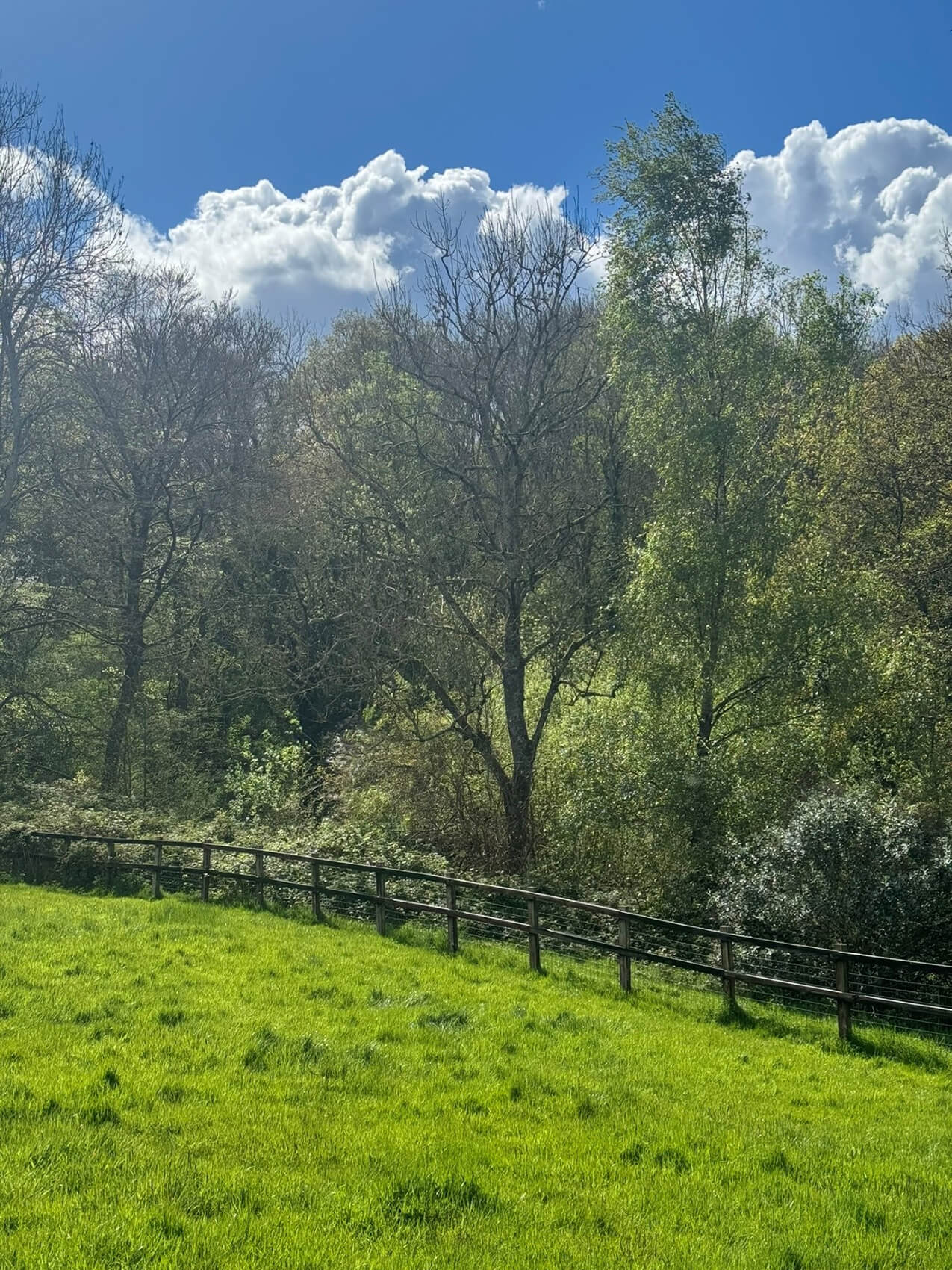 The Ash tree devastated by Ash dieback