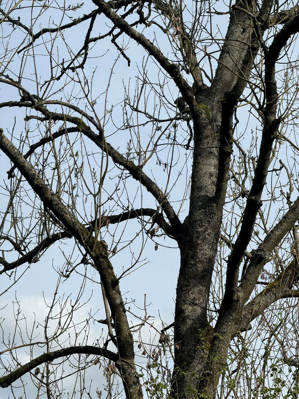 The Ash tree devastated by Ash dieback